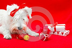 Dog with Christmas gifts