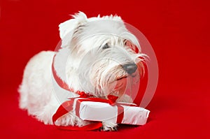 Dog with Christmas gifts