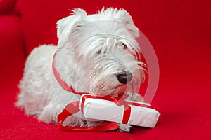 Dog with Christmas gifts