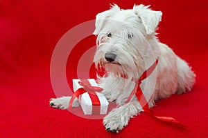 Dog with Christmas gifts