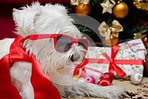 Dog with Christmas gifts