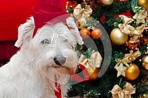 Dog with Christmas gifts