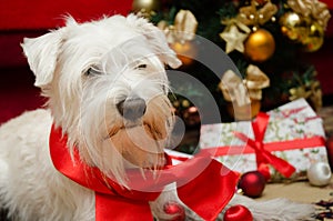 Dog with Christmas gifts