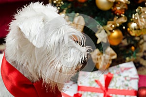 Dog with Christmas gifts