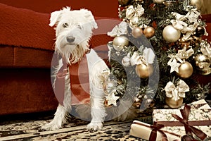 Dog with Christmas gifts