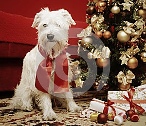 Dog with Christmas gifts