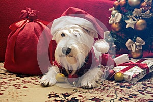 Dog with Christmas gifts