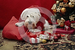 Dog with Christmas gifts