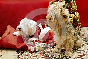 Dog with Christmas gifts