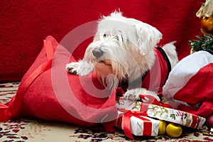 Dog with Christmas gifts