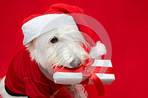 Dog with Christmas gifts