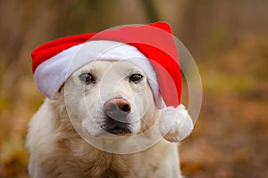Dog in the christmas hat