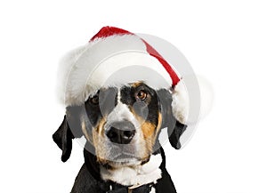 Dog with Christmas hat