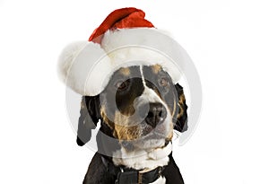 Dog with Christmas hat