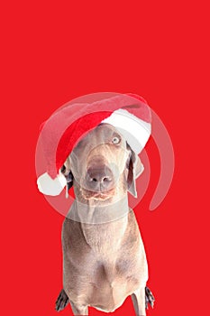 A dog with christmas hat 3