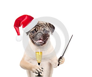 Dog in christmas hat holding glass of champagne and pointing stick. isolated on white background