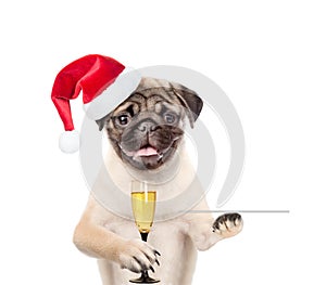 Dog in christmas hat holding glass of champagne and service tray. isolated on white background