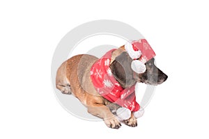 Dog in a christmas hat isolated on white