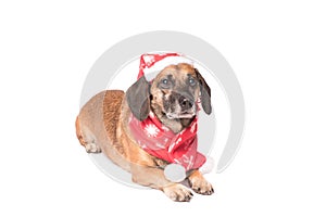 Dog in a christmas hat isolated on white