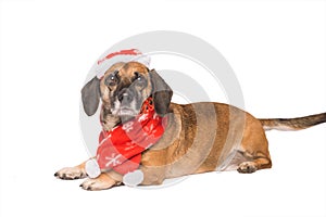 Dog in a christmas hat isolated on white