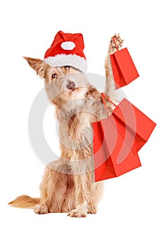 Dog with Christmas hat and shopping bags isolated