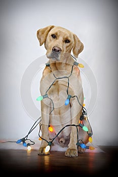 Dog and Christmas lights