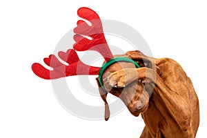 Dog Christmas Present Background. Funny vizsla wearing xmas reindeer antlers covering eyes with paw, studio portrait on white.