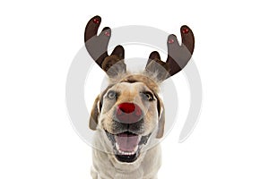 DOG CHRISTMAS REINDEER ANTLERS. FUNNY LABRADOR WITH RED NOSE AND HOLIDAYS COSTUME. ISOLATED AGAINST WHITE BACKGROUND