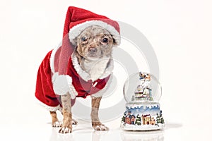 Dog with christmas snowglobe