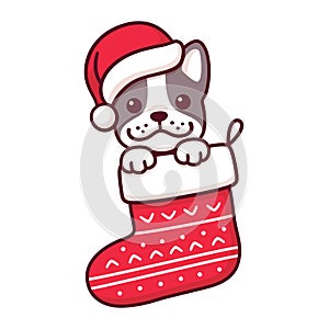 Dog in Christmas sock