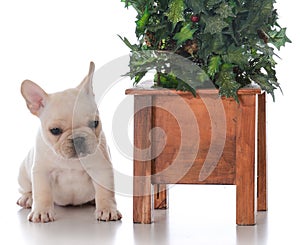 Dog beside christmas tree