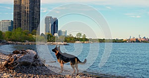 Dog at city lake's edge tranquil mood close-up cinematic Dog enjoys serene urban nature peaceful moment. Dog