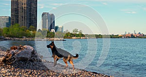 Dog at city lake's edge tranquil mood close-up cinematic Dog enjoys serene urban nature peaceful moment. Dog