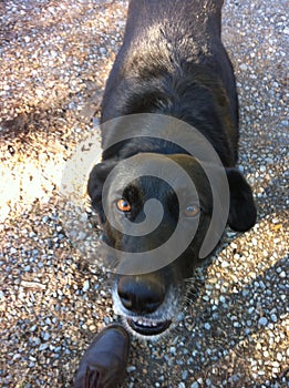 Dog claiming a hug, Gutierrez Lake, Argentina