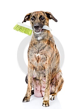 Dog with cleaning brush isolated on white background