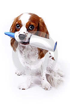 Dog with cleaning roll tape against hairy furry cloth. Dog with lint roller cleaning tool can illustrate hair loss dog