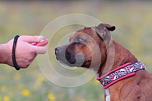 Dog with clicker