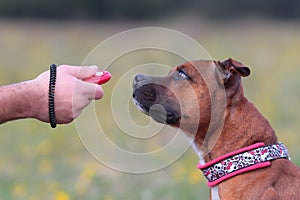 Dog with clicker