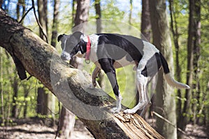 Dog climbing on a tree log