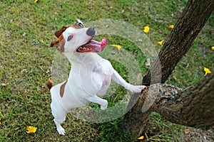 Dog climbing tree at the park.