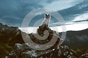 Dog climbs successfully a mountain