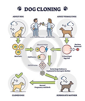 Dog cloning explanation as artificial egg cell fertilization outline diagram