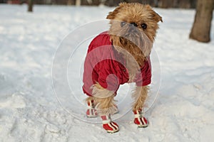 Dog in clothes and shoes