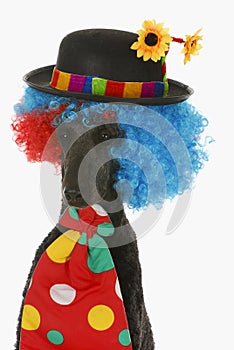 Dog clown