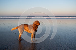 Dog at the coast of Sidi Kaouki, Morocco, Africa. Sunset time. morocco`s wonderfully surf town