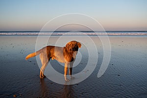 Dog at the coast of Sidi Kaouki, Morocco, Africa. Sunset time. morocco`s wonderfully surf town