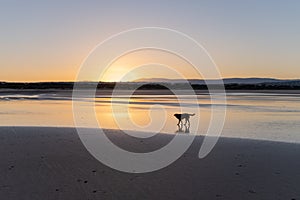 Dog at the coast of Sidi Kaouki, Morocco, Africa. Sunset time. morocco`s wonderfully surf town