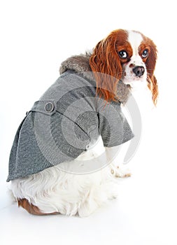 Dog coat. Puppy wearing winter coat. Dog Coat Jacket Pet Supplies Clothes Winter Apparel Clothing Puppy Costume. Elegant