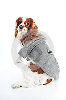 Dog coat. Puppy wearing winter coat. Dog Coat Jacket Pet Supplies Clothes Winter Apparel Clothing Puppy Costume. Elegant