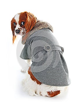 Dog coat. Puppy wearing winter coat. Dog Coat Jacket Pet Supplies Clothes Winter Apparel Clothing Puppy Costume. Elegant